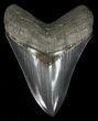 Serrated, Fossil Megalodon Tooth - Killer Tooth #57180-1